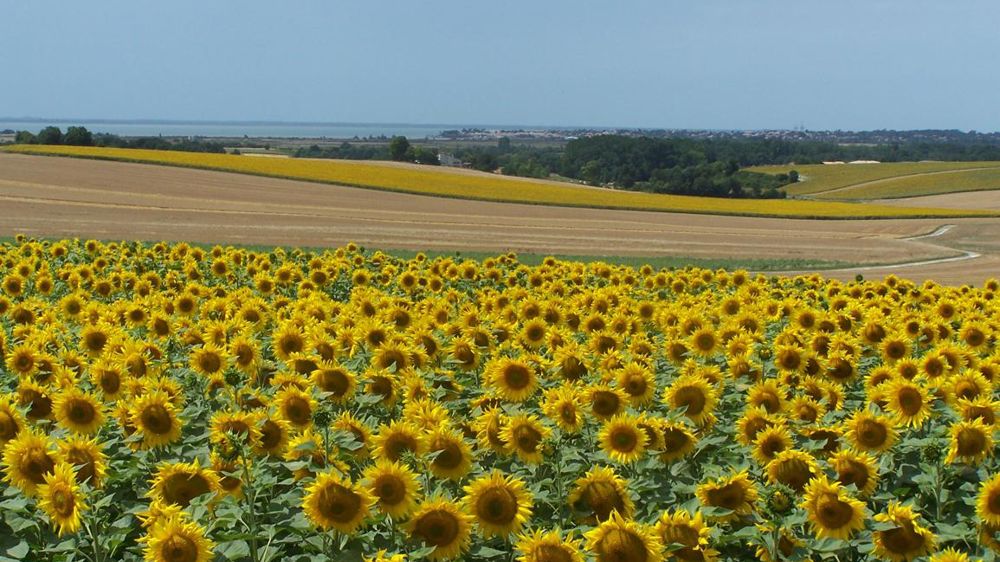 Pendant au moins deux ans, seize parcelles d’adhérents d’Océalia seront suivies grâce à des indicateurs de biodiversité proposés par l’association Noé. © OCEALIA